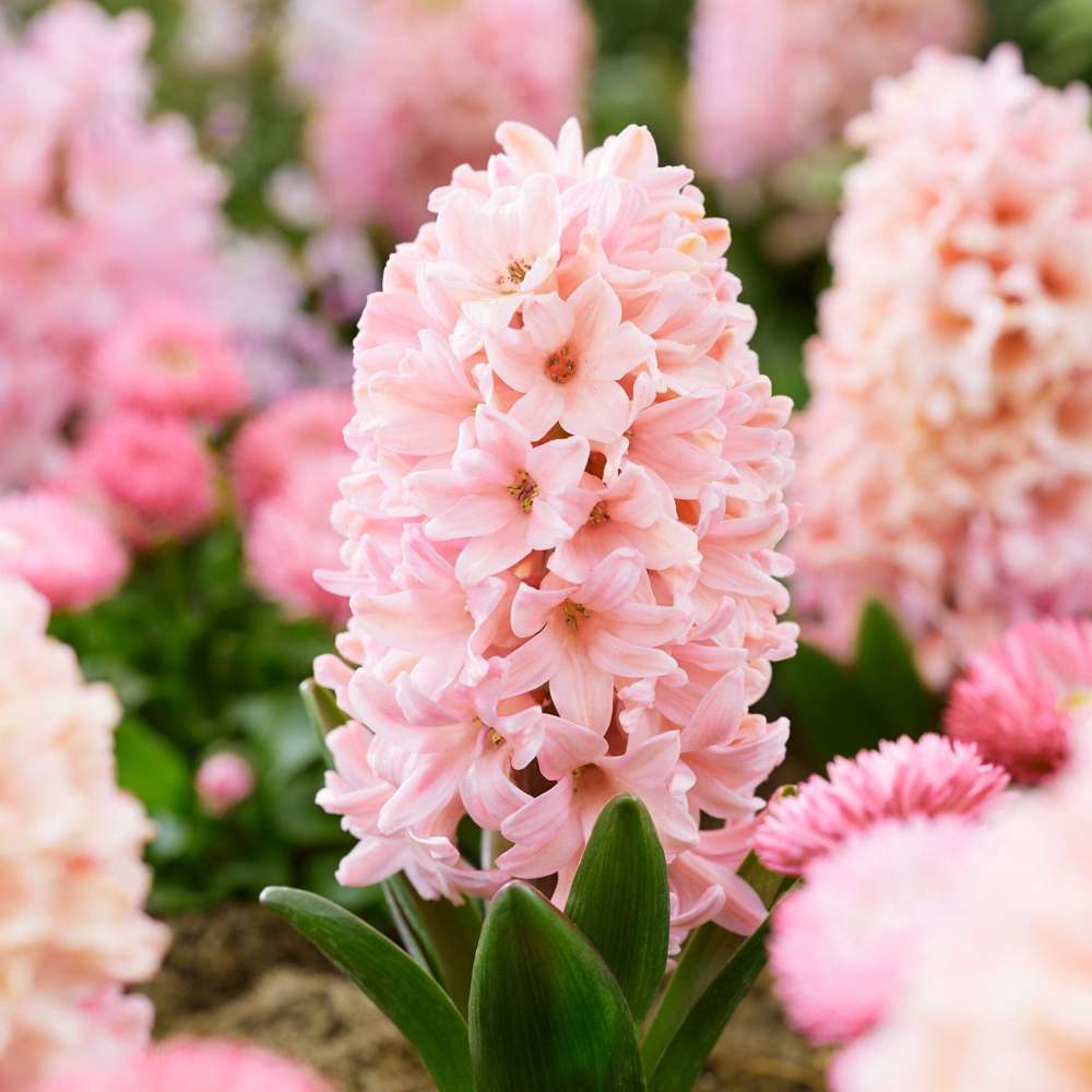 Hyacint 'Apricot Passion'